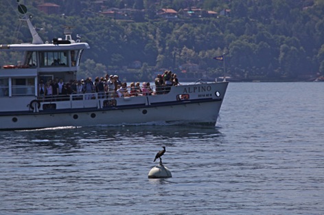 Cormorano Cormorano